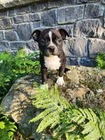 Lacey , a female Boston Terrier for sale in Loogootee, IN – 1 of 7