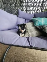 Toby, a male Boston Terrier for sale in Loogootee, IN – 7 of 10