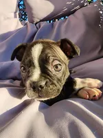 Trixie , a female Boston Terrier for sale in Loogootee, IN – 7 of 10