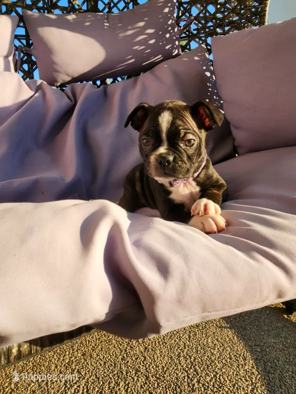 Trixie  – Boston Terrier puppy for sale in Loogootee, IN