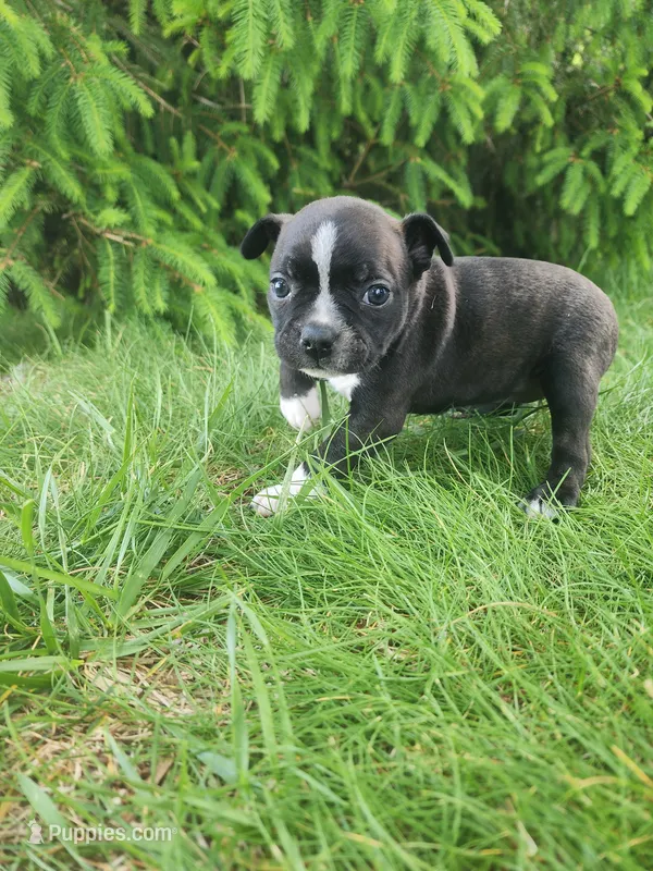 Trixie  – Boston Terrier puppy for sale in Loogootee, IN