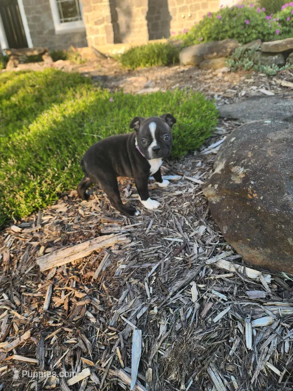 Trixie  – Boston Terrier puppy for sale in Loogootee, IN