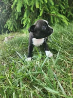 Trixie , a female Boston Terrier for sale in Loogootee, IN – Photo 7 of 7