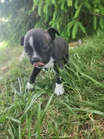 Trixie , a female Boston Terrier for sale in Loogootee, IN – Photo 6 of 7