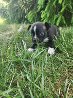 Trixie , a female Boston Terrier for sale in Loogootee, IN – Photo 4 of 7