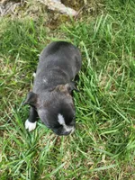 Trixie , a female Boston Terrier for sale in Loogootee, IN – Photo 5 of 7