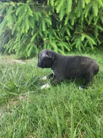 Trixie , a female Boston Terrier for sale in Loogootee, IN – Photo 3 of 7