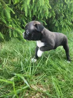 Trixie , a female Boston Terrier for sale in Loogootee, IN – Photo 2 of 7