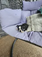 Teddy, a male Boston Terrier for sale in Loogootee, IN – 5 of 10