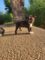 Trixie , a female Boston Terrier for sale in Loogootee, IN – 4 of 10