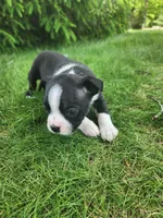 Bentley , a male Boston Terrier for sale in Loogootee, IN – Photo 5 of 7