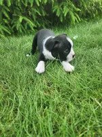 Bentley , a male Boston Terrier for sale in Loogootee, IN – Photo 6 of 7