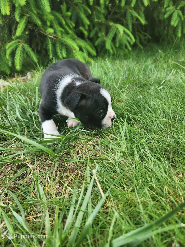 Bentley  – Boston Terrier puppy for sale in Loogootee, IN