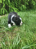 Bentley , a male Boston Terrier for sale in Loogootee, IN – Photo 1 of 7