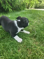 Bentley , a male Boston Terrier for sale in Loogootee, IN – Photo 2 of 7