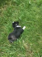 Bentley , a male Boston Terrier for sale in Loogootee, IN – Photo 7 of 7
