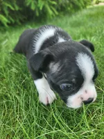 Bentley , a male Boston Terrier for sale in Loogootee, IN – Photo 4 of 7