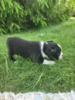 Bentley , a male Boston Terrier for sale in Loogootee, IN – Photo 3 of 7