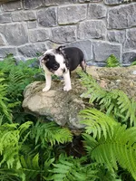 MERLE , a male Boston Terrier for sale in Loogootee, IN – 2 of 10