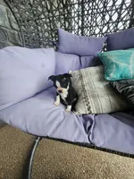 Toby, a male Boston Terrier for sale in Loogootee, IN – 5 of 10