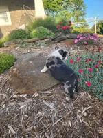MERLE , a male Boston Terrier for sale in Loogootee, IN – 7 of 10