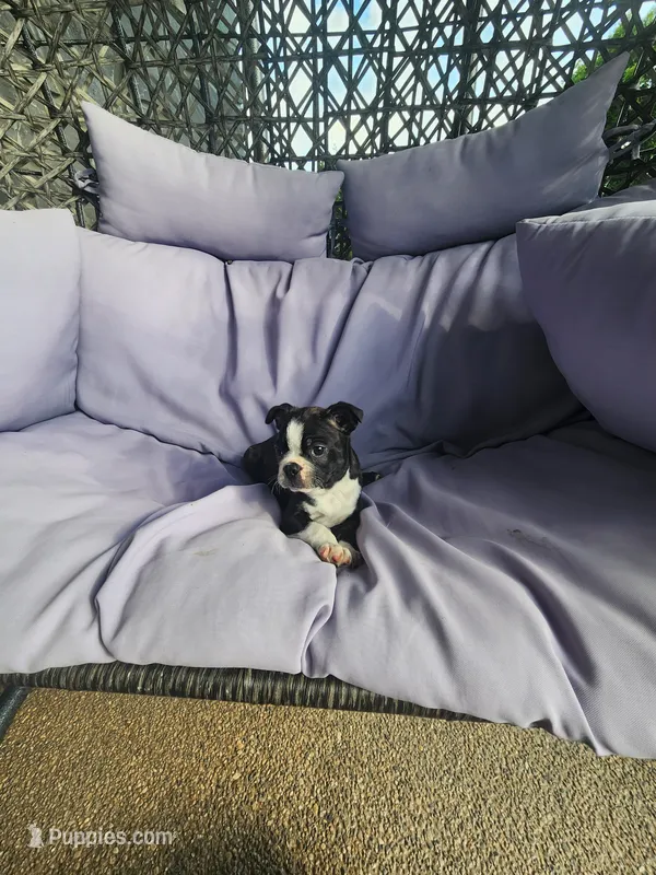 Tucker – Boston Terrier puppy for sale in Loogootee, IN