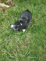 Rose, a female Boston Terrier for sale in Loogootee, IN – Photo 3 of 7