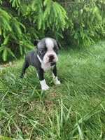 Rose, a female Boston Terrier for sale in Loogootee, IN – Photo 6 of 7