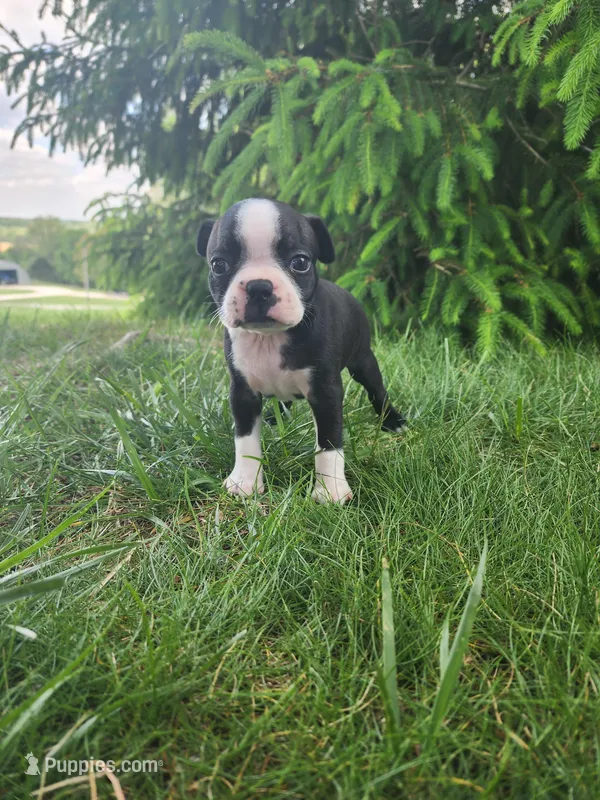 Rose – Boston Terrier puppy for sale in Loogootee, IN
