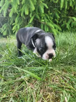 Rose, a female Boston Terrier for sale in Loogootee, IN – Photo 5 of 7