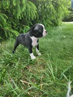 Rose, a female Boston Terrier for sale in Loogootee, IN – Photo 7 of 7