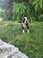 Rose, a female Boston Terrier for sale in Loogootee, IN – Photo 2 of 7