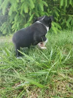 Rose, a female Boston Terrier for sale in Loogootee, IN – Photo 4 of 7