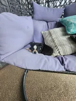 Teddy, a male Boston Terrier for sale in Loogootee, IN – 8 of 10