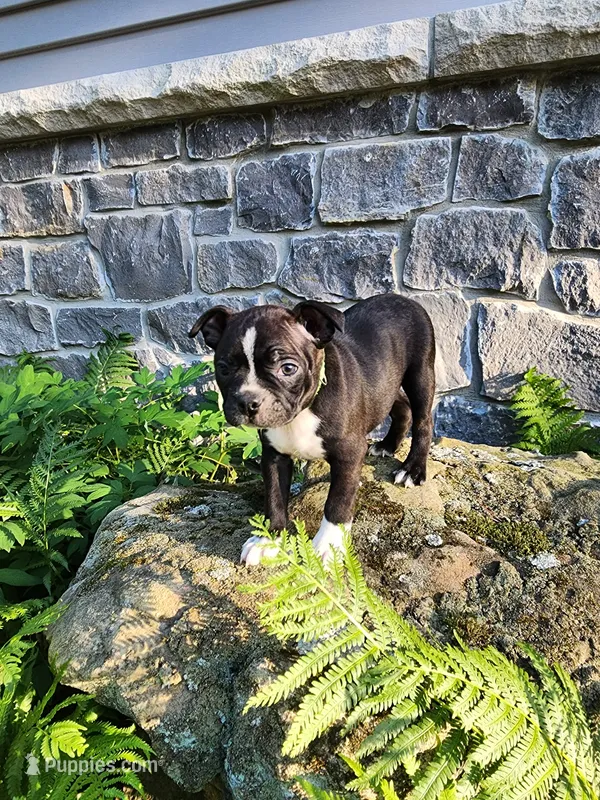 Lacey  – Boston Terrier puppy for sale in Loogootee, IN