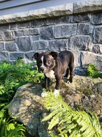 Lacey , a female Boston Terrier for sale in Loogootee, IN – 3 of 7