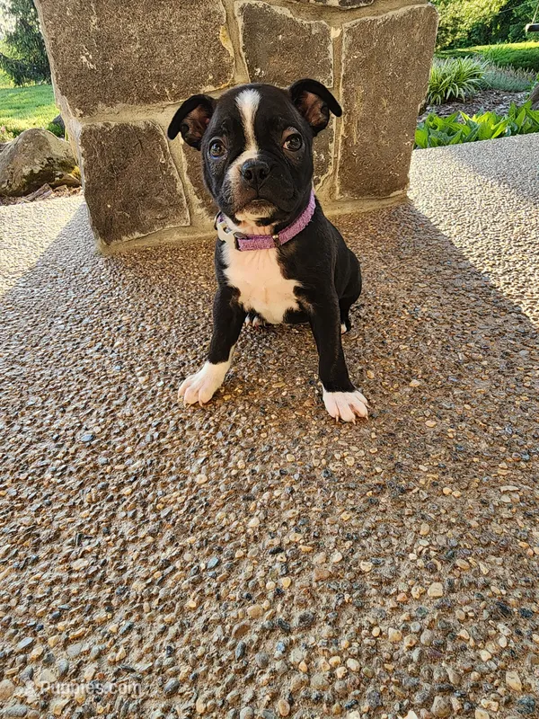 Trixie  – Boston Terrier puppy for sale in Loogootee, IN
