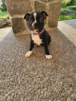 Trixie , a female Boston Terrier for sale in Loogootee, IN – 1 of 10
