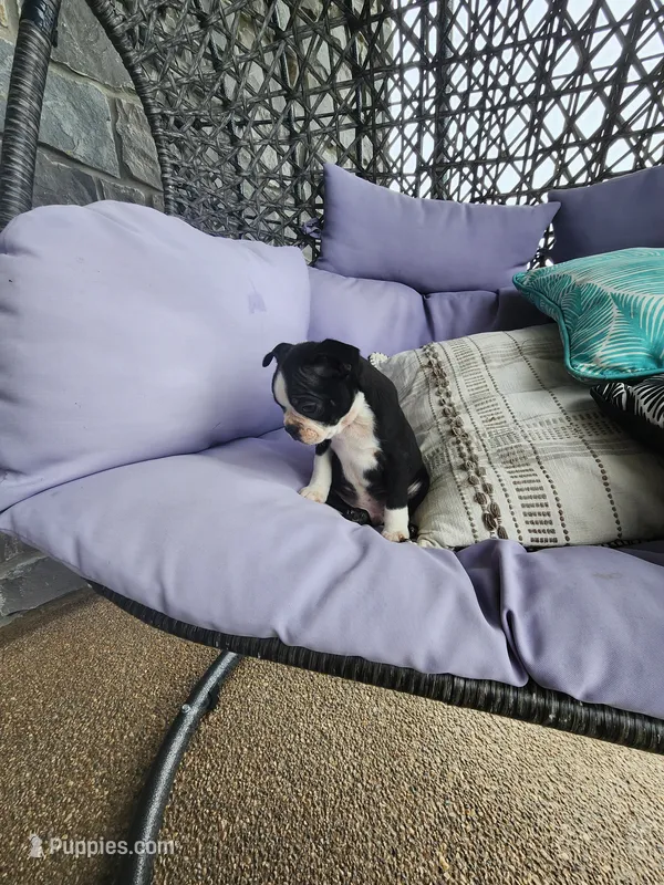 Toby – Boston Terrier puppy for sale in Loogootee, IN