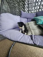 Toby, a male Boston Terrier for sale in Loogootee, IN – 9 of 10