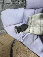Teddy, a male Boston Terrier for sale in Loogootee, IN – 6 of 10