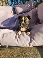 Trixie , a female Boston Terrier for sale in Loogootee, IN – 10 of 10
