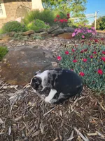 MERLE , a male Boston Terrier for sale in Loogootee, IN – 10 of 10