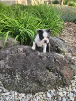 MERLE , a male Boston Terrier for sale in Loogootee, IN – 9 of 10