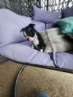 Toby, a male Boston Terrier for sale in Loogootee, IN – 2 of 10