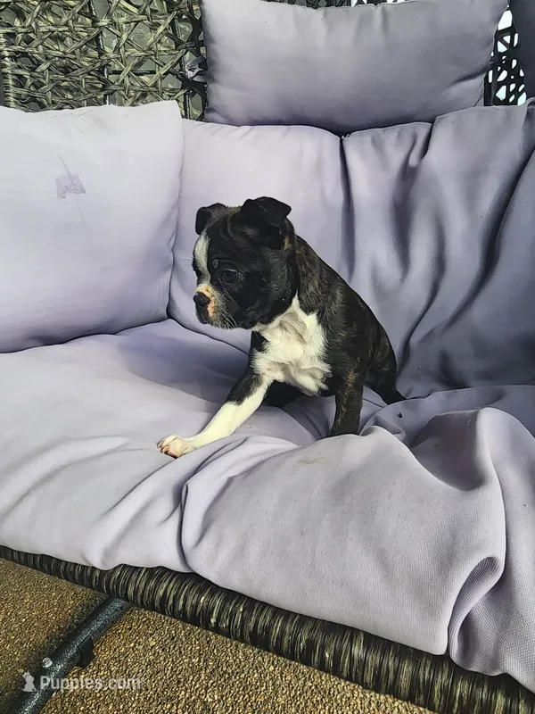 Tucker – Boston Terrier puppy for sale in Loogootee, IN