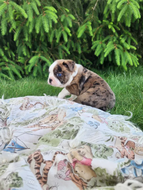 Max – Boston Terrier puppy for sale in Loogootee, IN