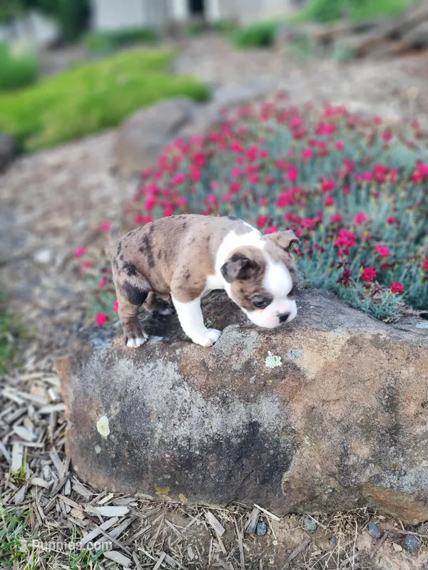 Max – Boston Terrier puppy for sale in Loogootee, IN