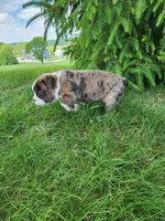 Max, a male Boston Terrier for sale in Loogootee, IN – Photo 2 of 7