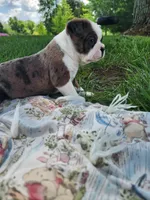 Max, a male Boston Terrier for sale in Loogootee, IN – Photo 4 of 7